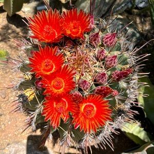 Meet your Posher, Amy j